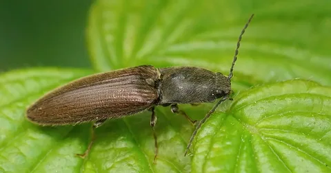 Что это за вредитель жук-щелкун?