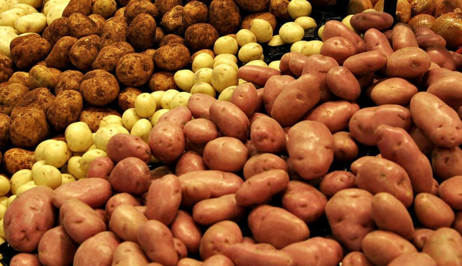 В Приморье вывели новые сорта картофеля