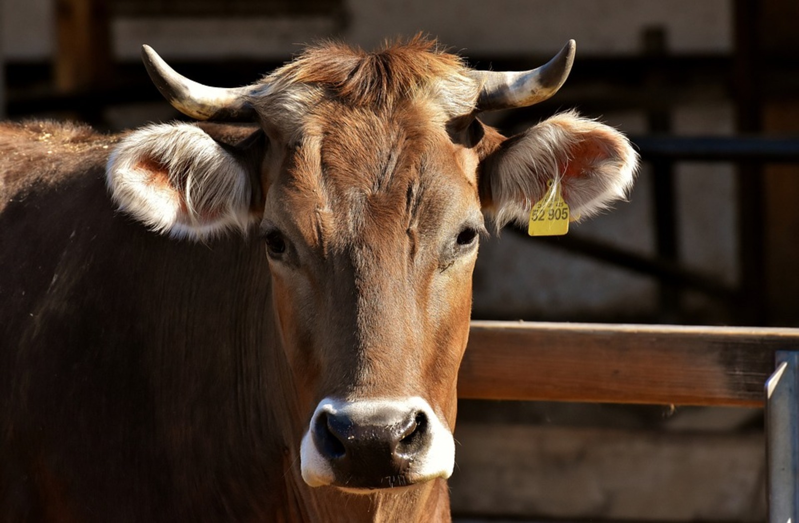 Цифровизация животноводства должна снизить зависимость от импорта племенного скота
