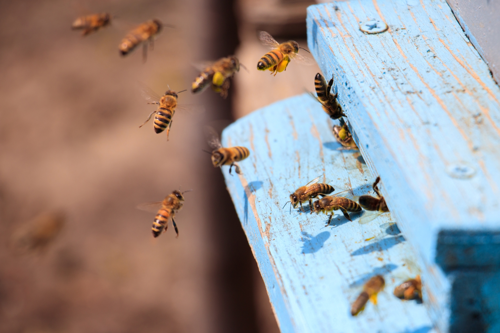 В Башкортостане приняли документ о компенсации за массовую гибель пчел