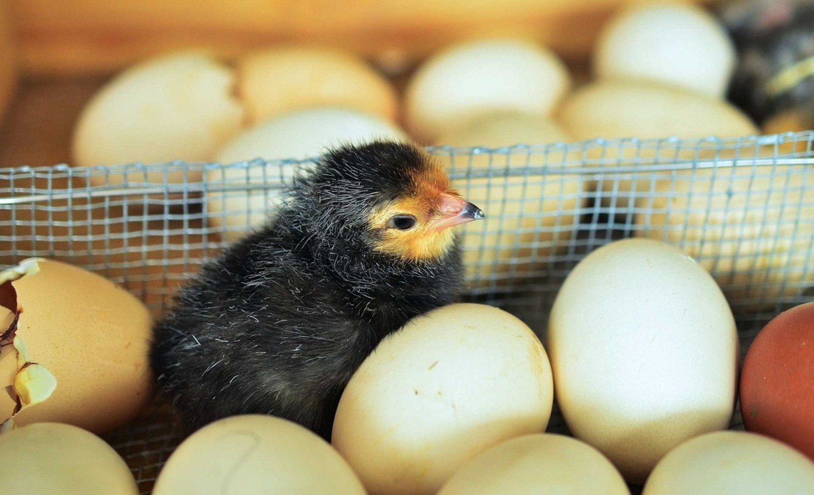 Импорт инкубационных яиц в 2023 году составил 14,5 тысячи тонн