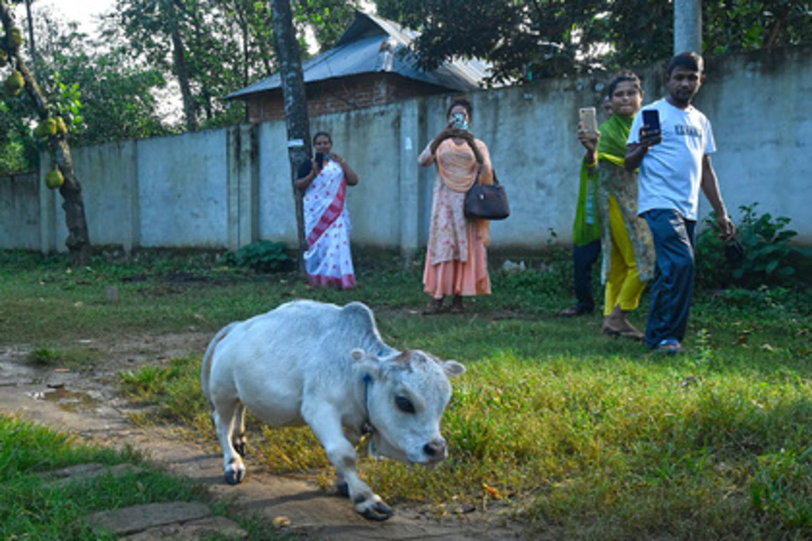 Корова Рани из Бангладеша попала в Книгу рекордов Гиннесса