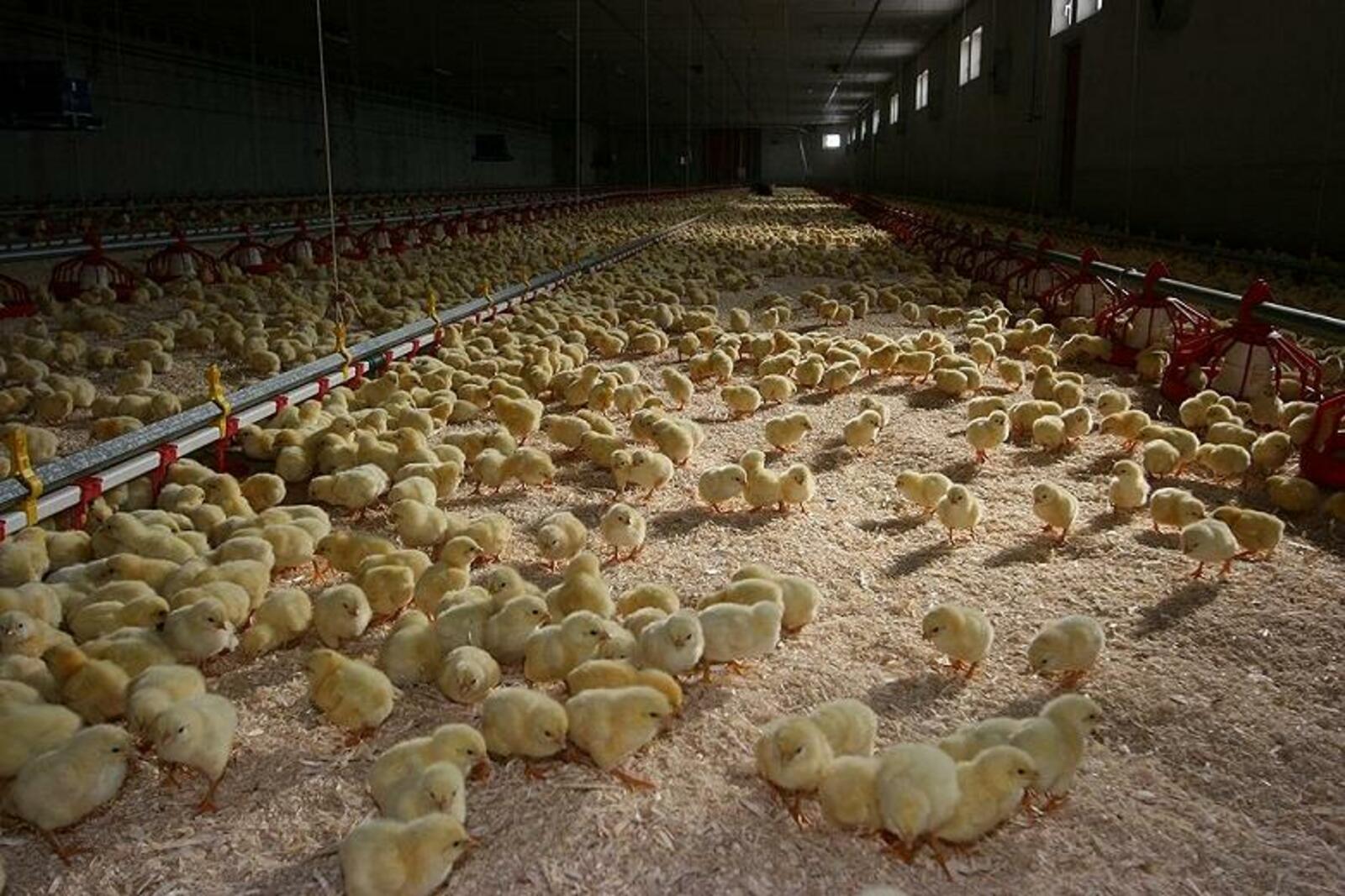 Крупнейшая в США птицефабрика обвиняется в негуманном убийстве более пяти миллионов цыплят