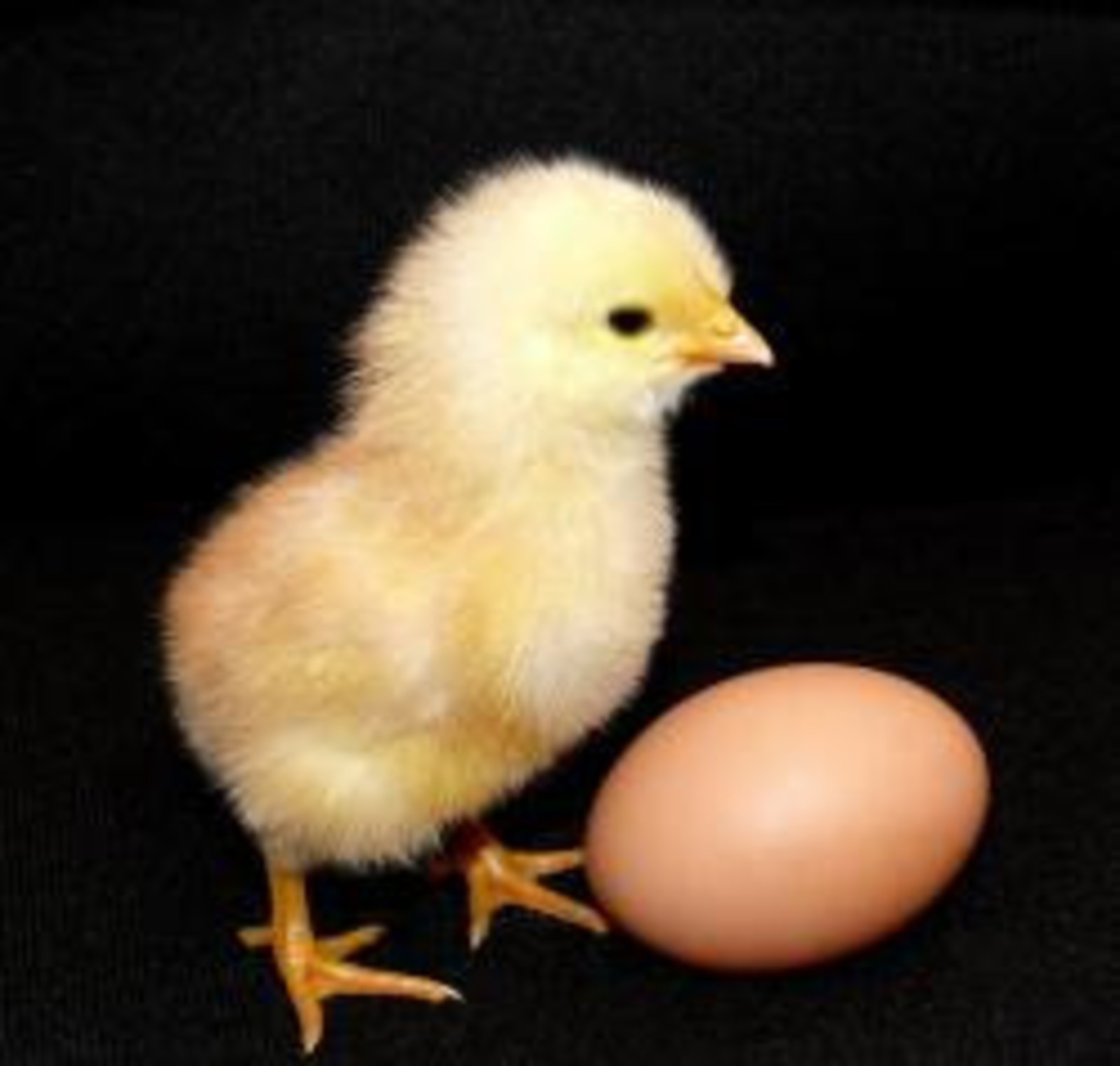 Россельхознадзор ввёл временные ограничения на поставки яиц и цыплят из Германии