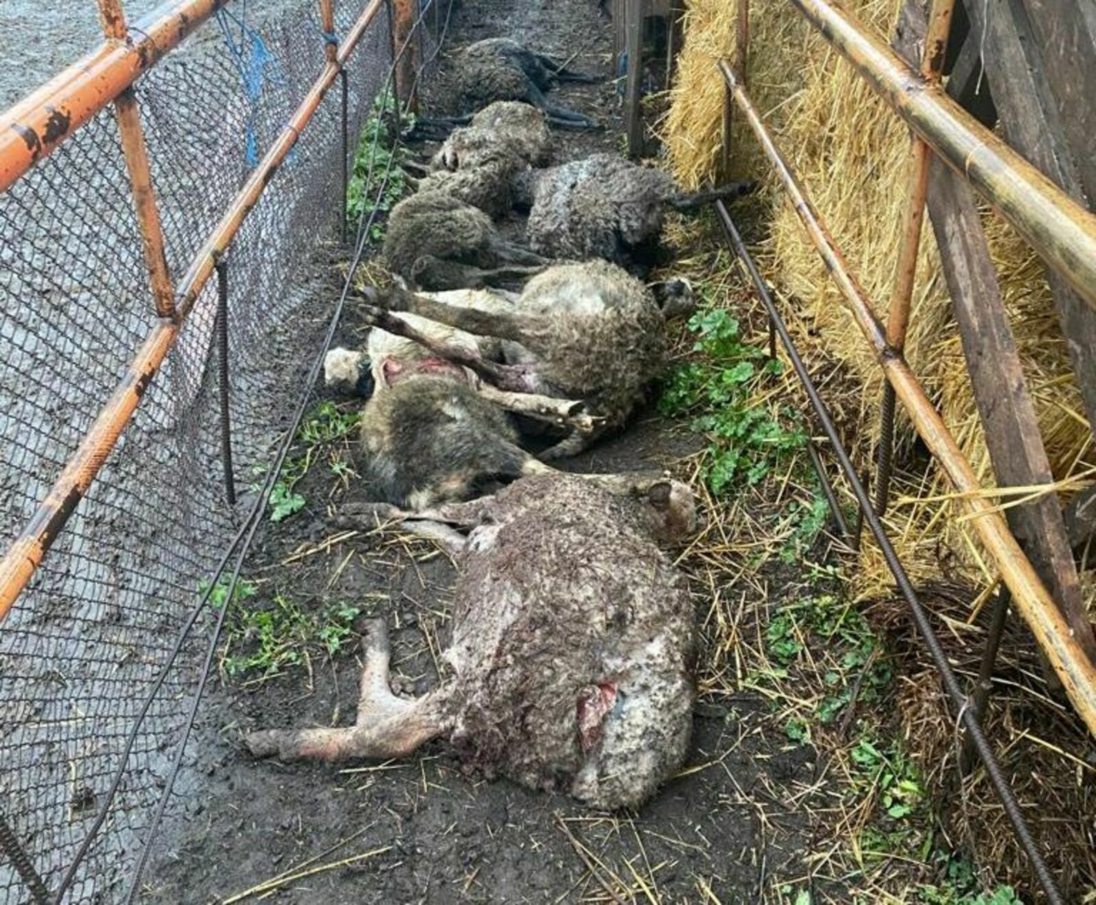 Бездомные собаки напали на фермерское хозяйство в Башкирии