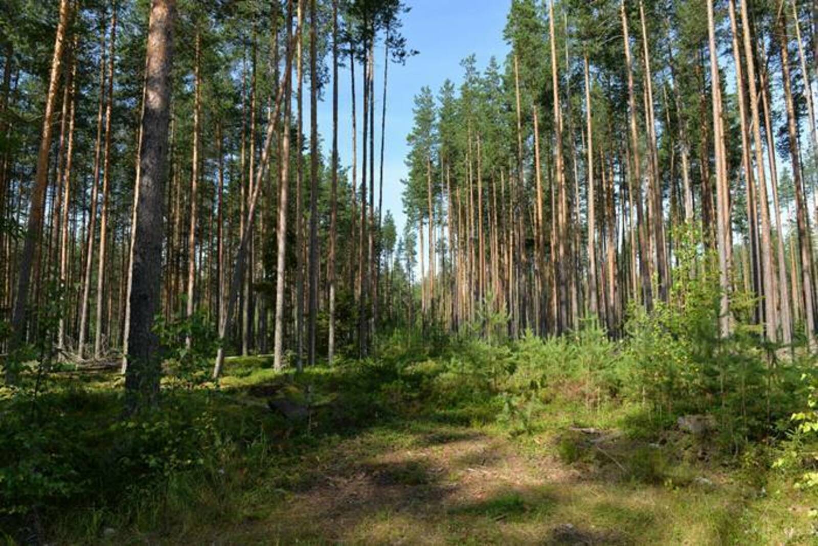 В регионах Приволжья реализуется 10 приоритетных инвестпроектов в области освоения лесов