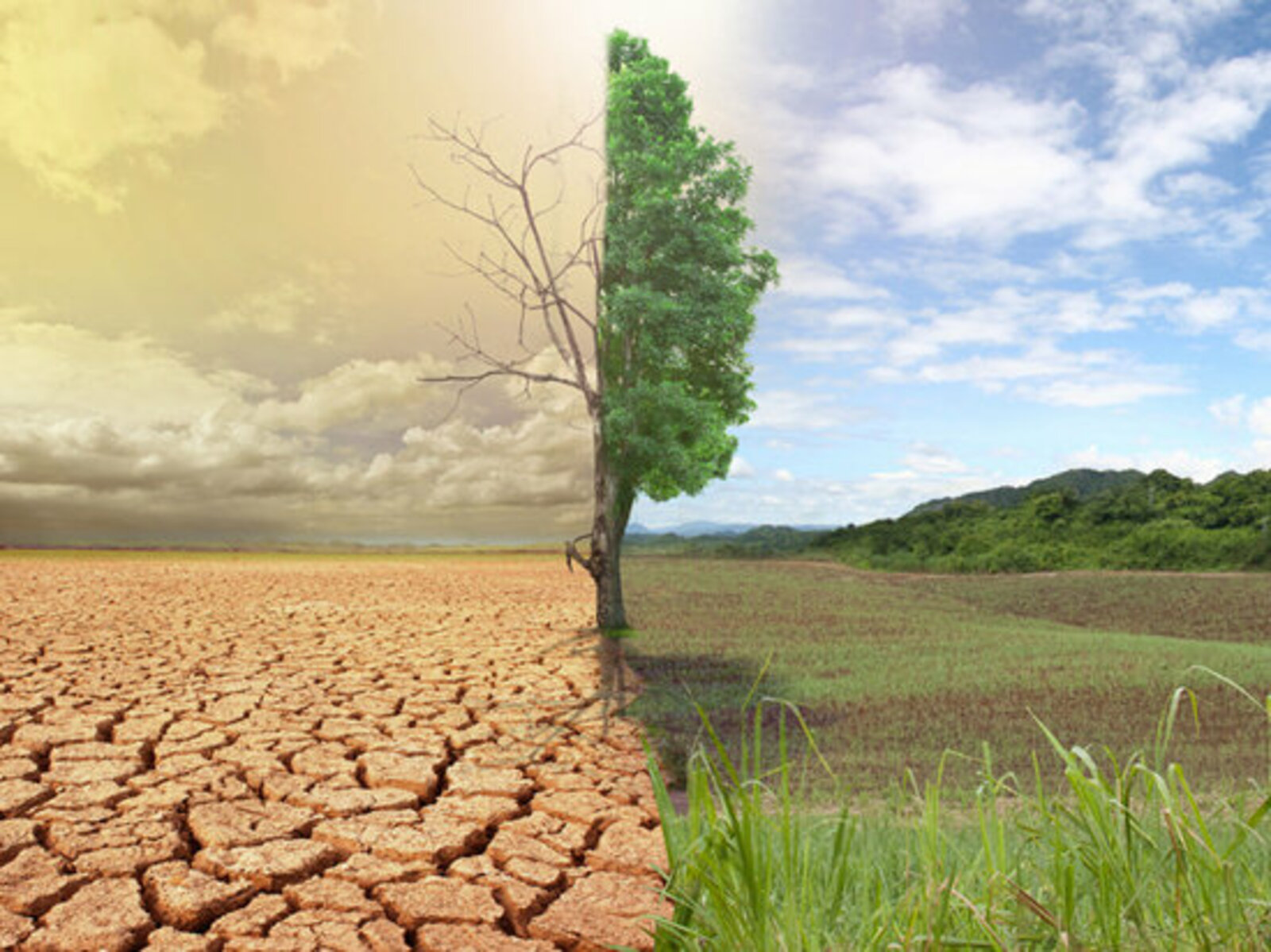 Минсельхоз РФ предложил создать региональные программы от опустынивания земель