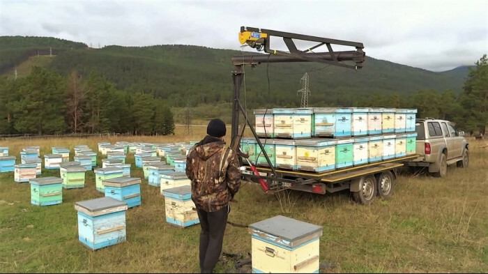 Пчеловод из Белорецкого района увеличил пасеку в 3,5 раза