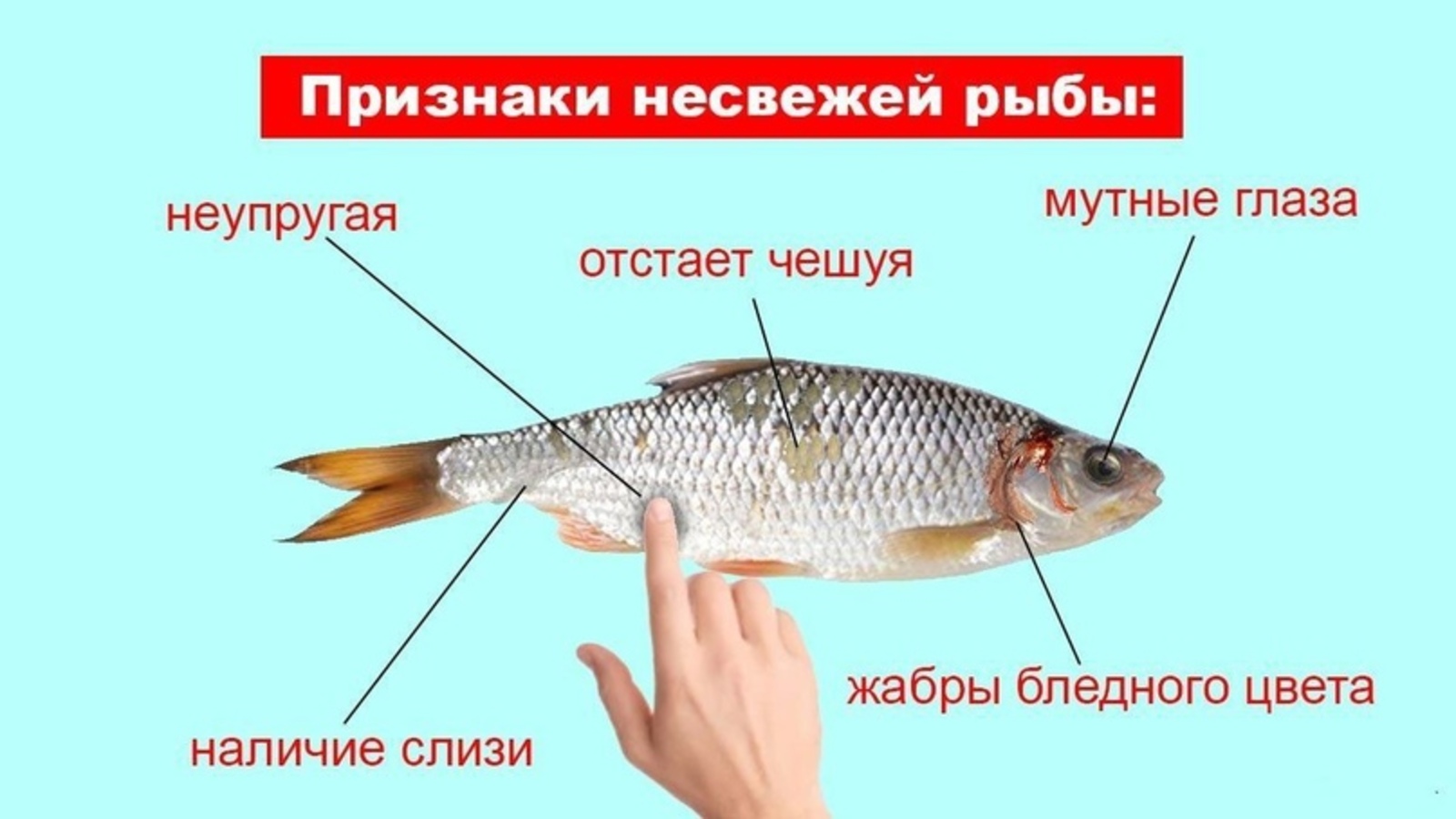 Как выбрать рыбу?