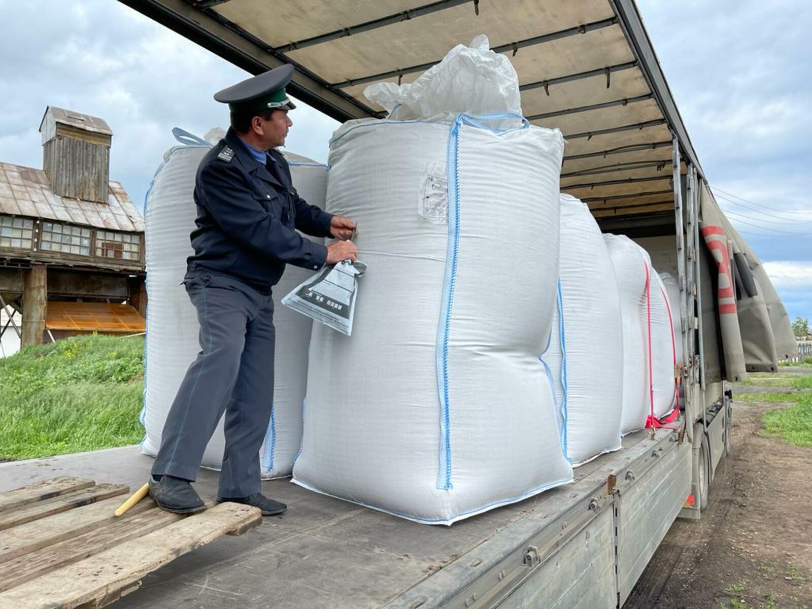 Семена чертополоха из Абзелиловского района Башкирии в Европейский союз экспортирована партия семян расторопши.