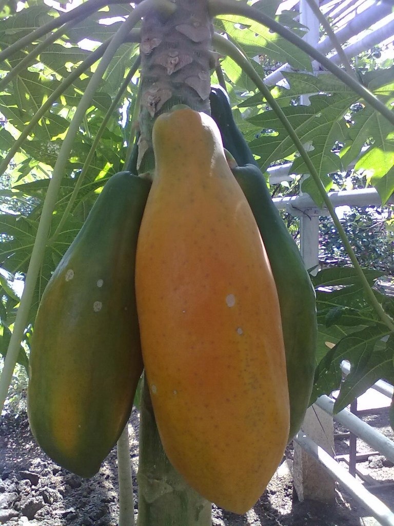 Уфимский лимонарий — точка притяжения для жителей и гостей Башкортостана