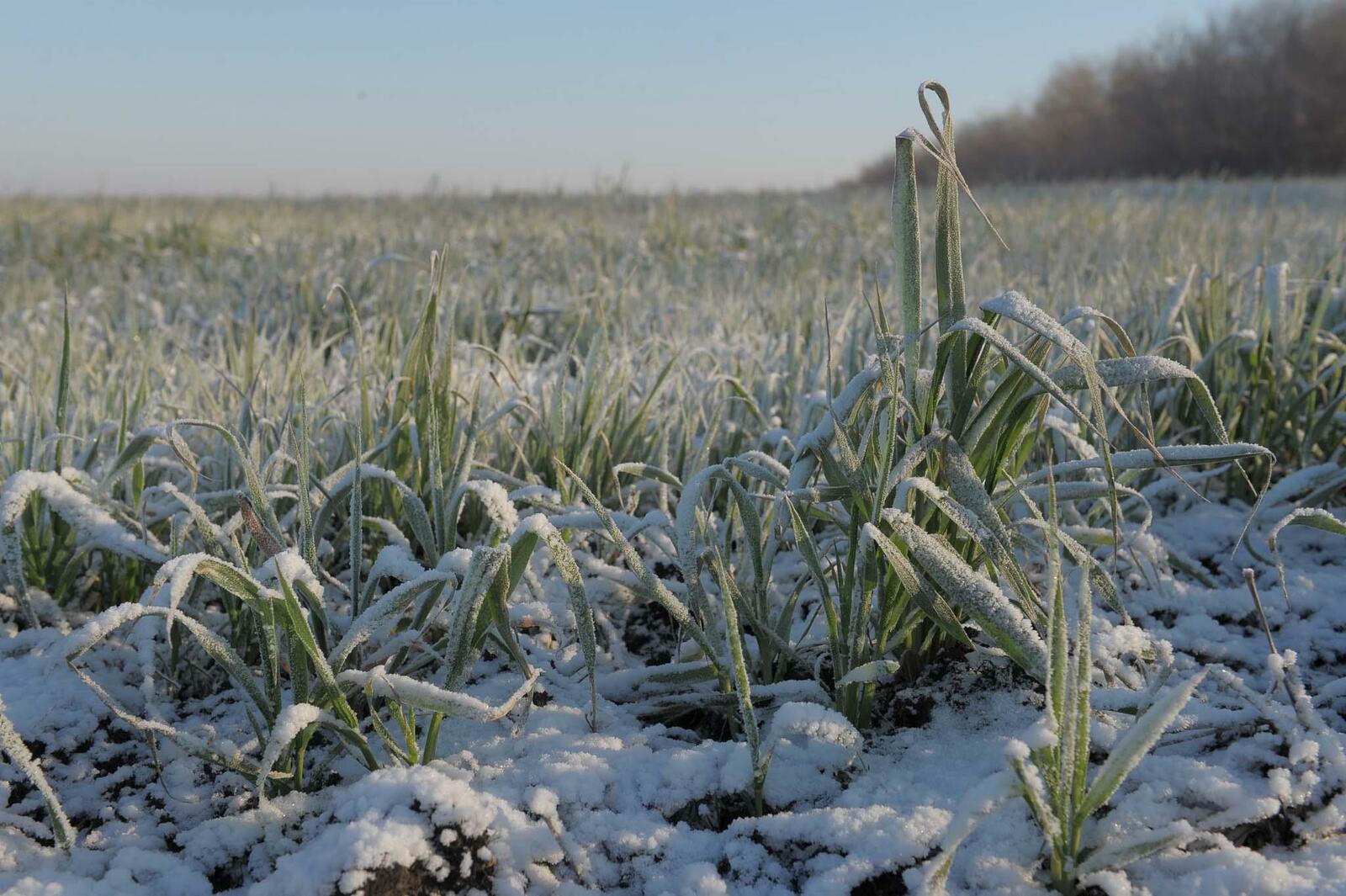 Более трети посевов сахарной свёклы в Башкирии погибли из-за заморозков