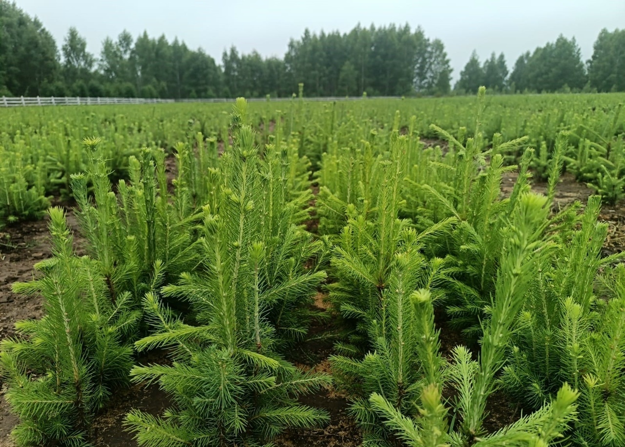 В Башкирии выращено более 48,6 млн сеянцев