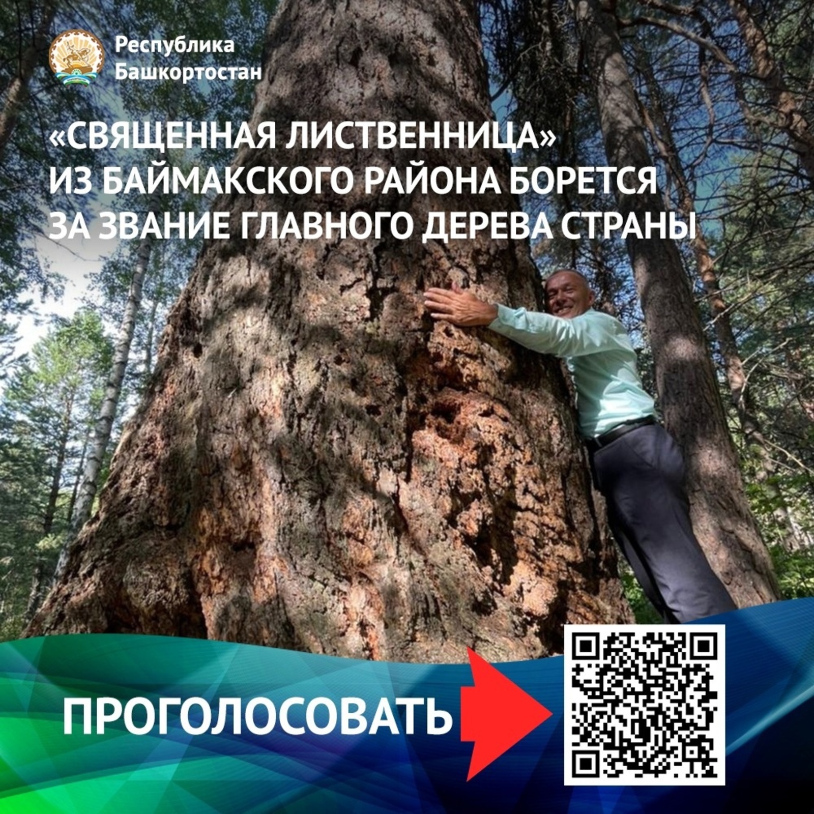 За звание главного дерева страны борется «Священная лиственница» из Башкортостана