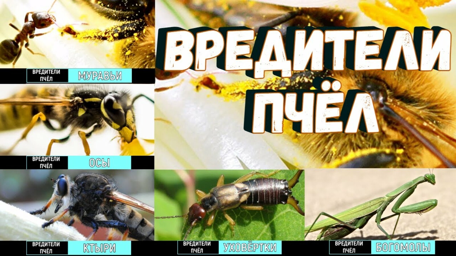 Основные враги и вредители пчёл среди насекомых