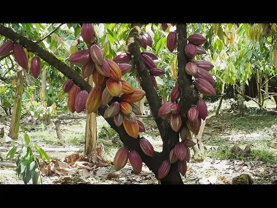 С полок магазинов может исчезнуть шоколад