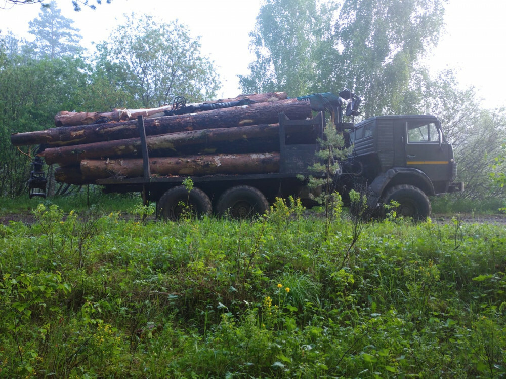 Жители села из Белорецкого района попались на незаконной вырубке деревьев