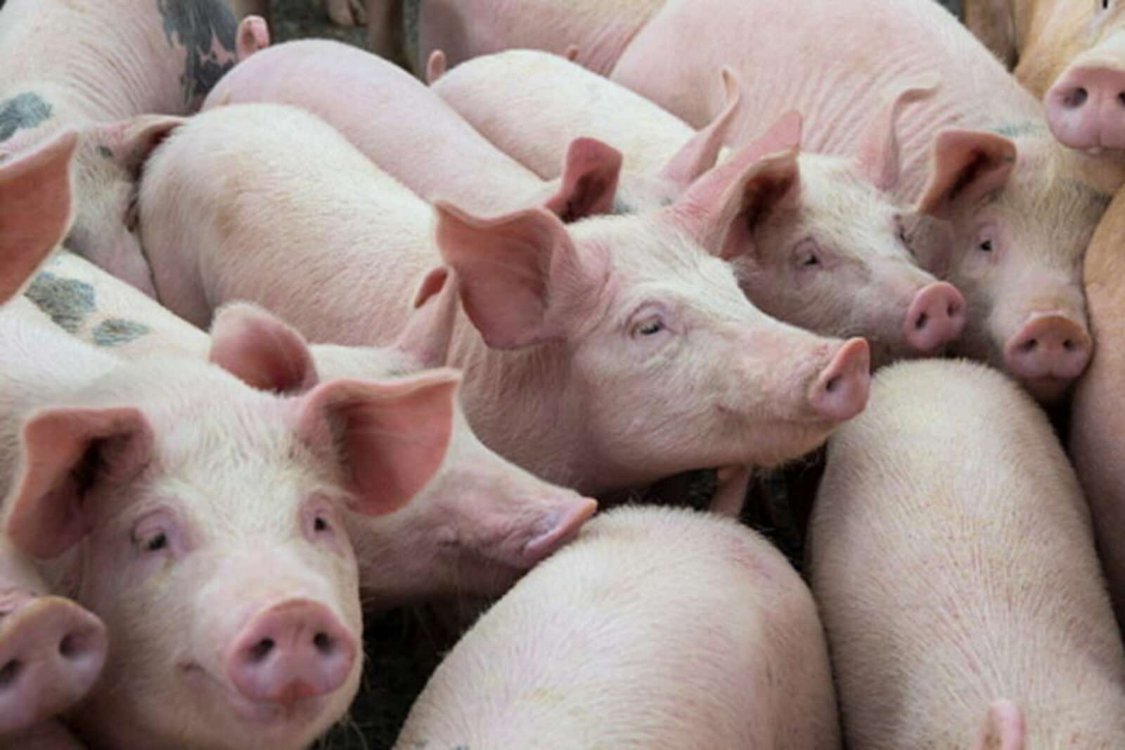 В Германии будут выращивать свиней для пересадки сердца человеку