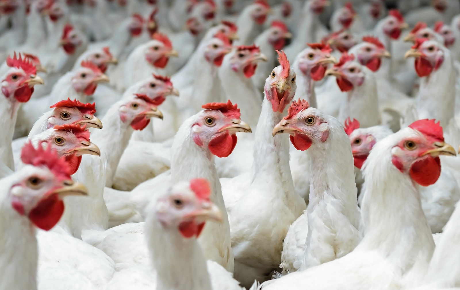 В Японии из-за вспышки птичьего гриппа уничтожат 23 тысячи кур