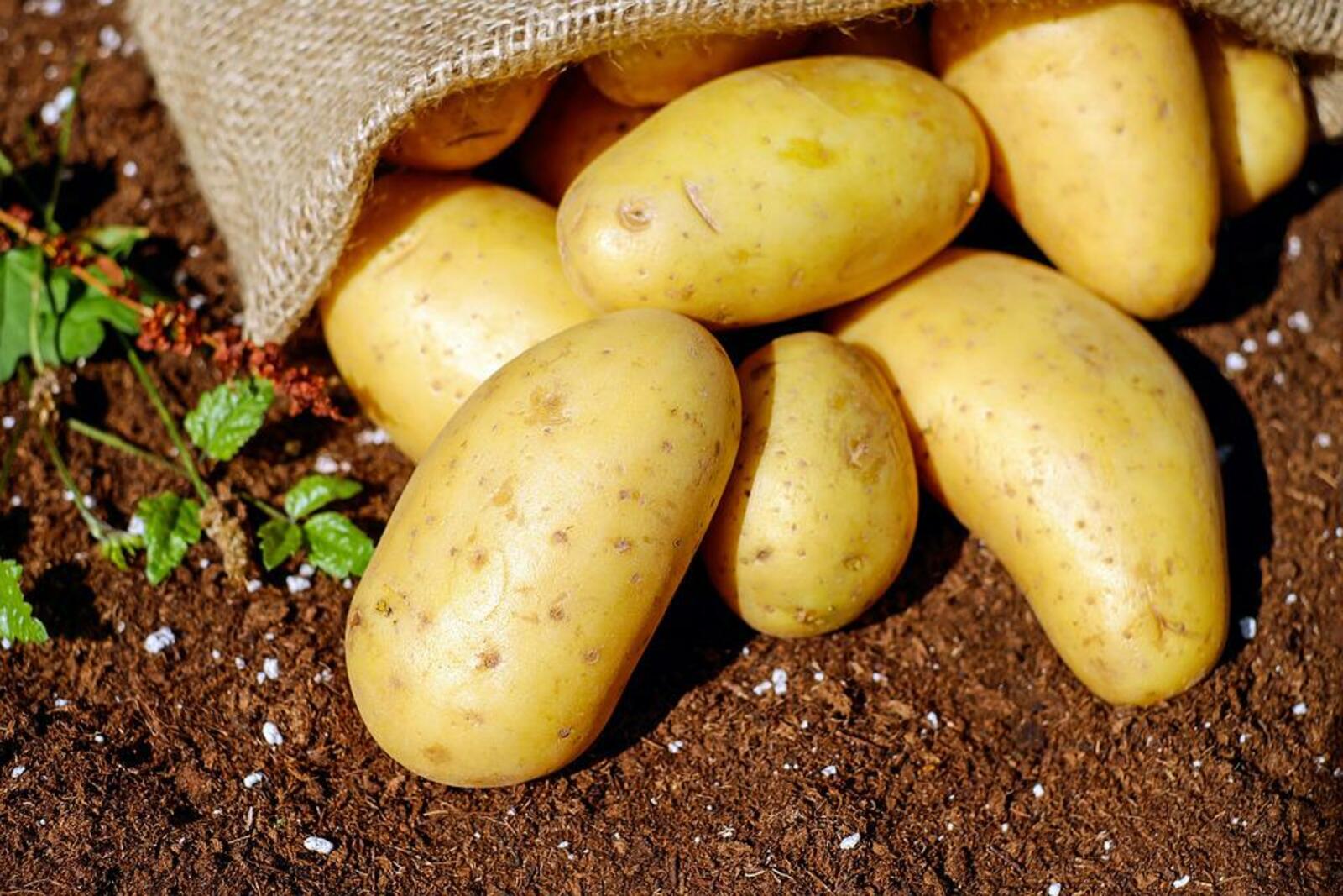 Производителей картофеля и других овощей поддержит Правительство РФ