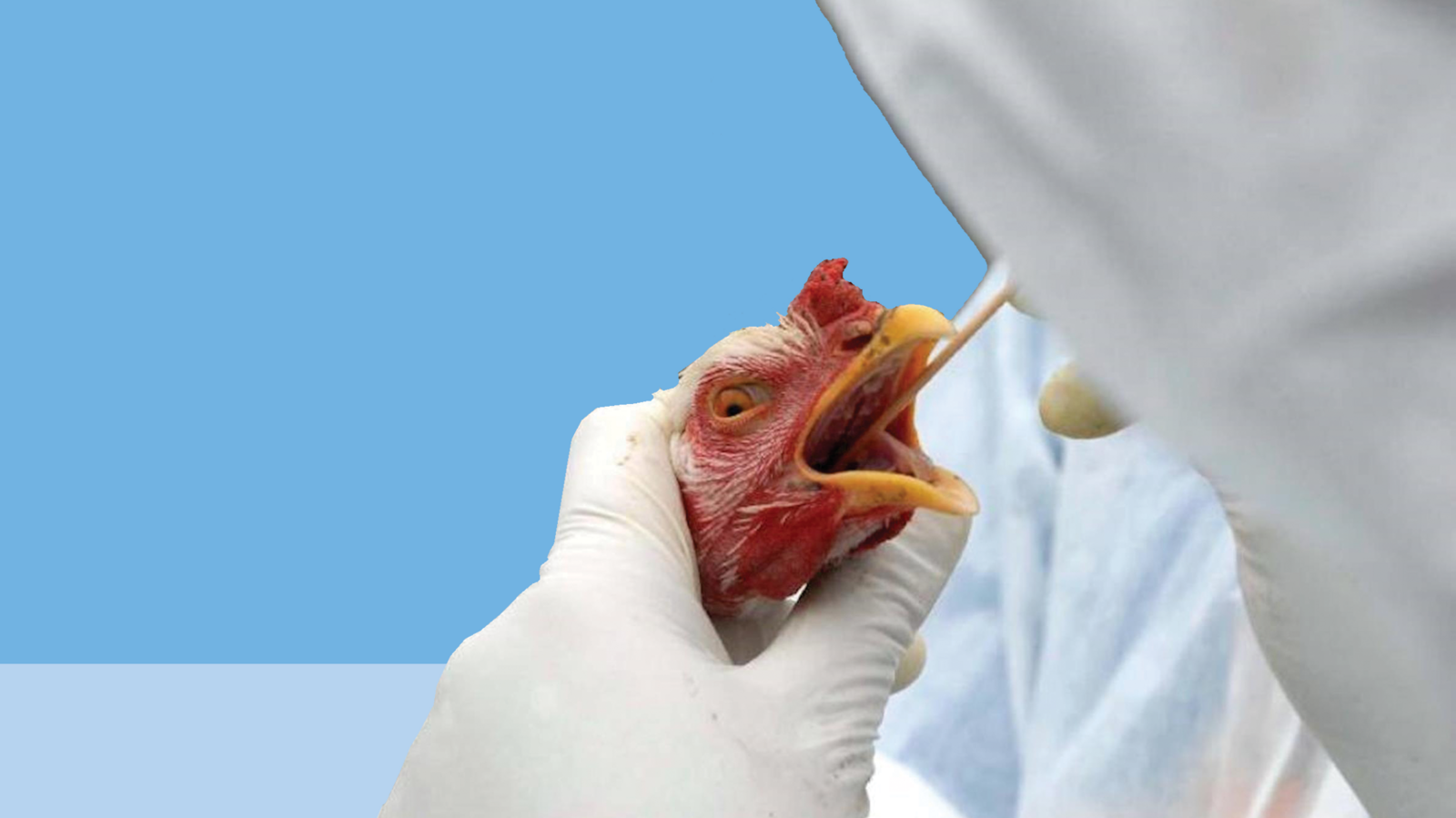 В Благоварском районе сняли карантин по птичьему гриппу