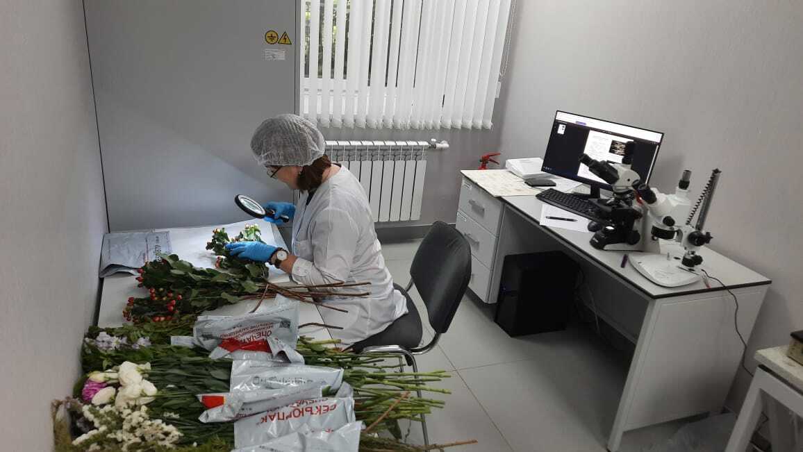 В Башкирию ввезли 1,5 млн декоративных цветов из Китая