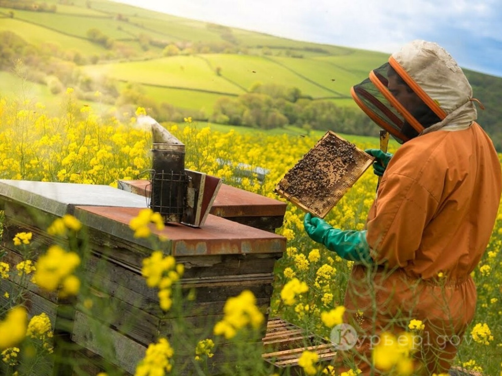 Аграрии Башкирии отказались выращивать рапс из-за конфликтов с пчеловодами