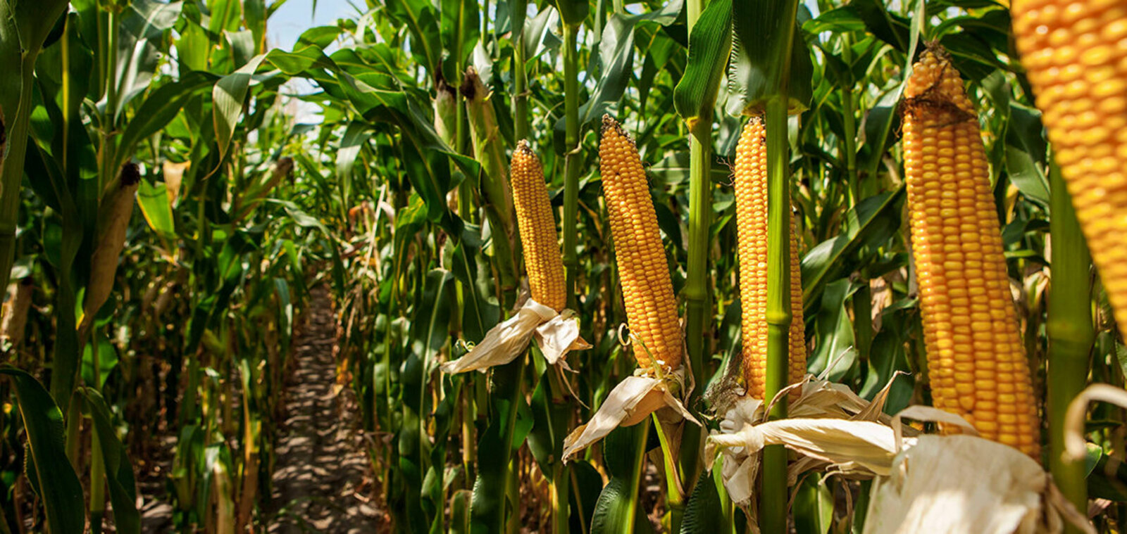 2022 год может стать «годом кукурузы»