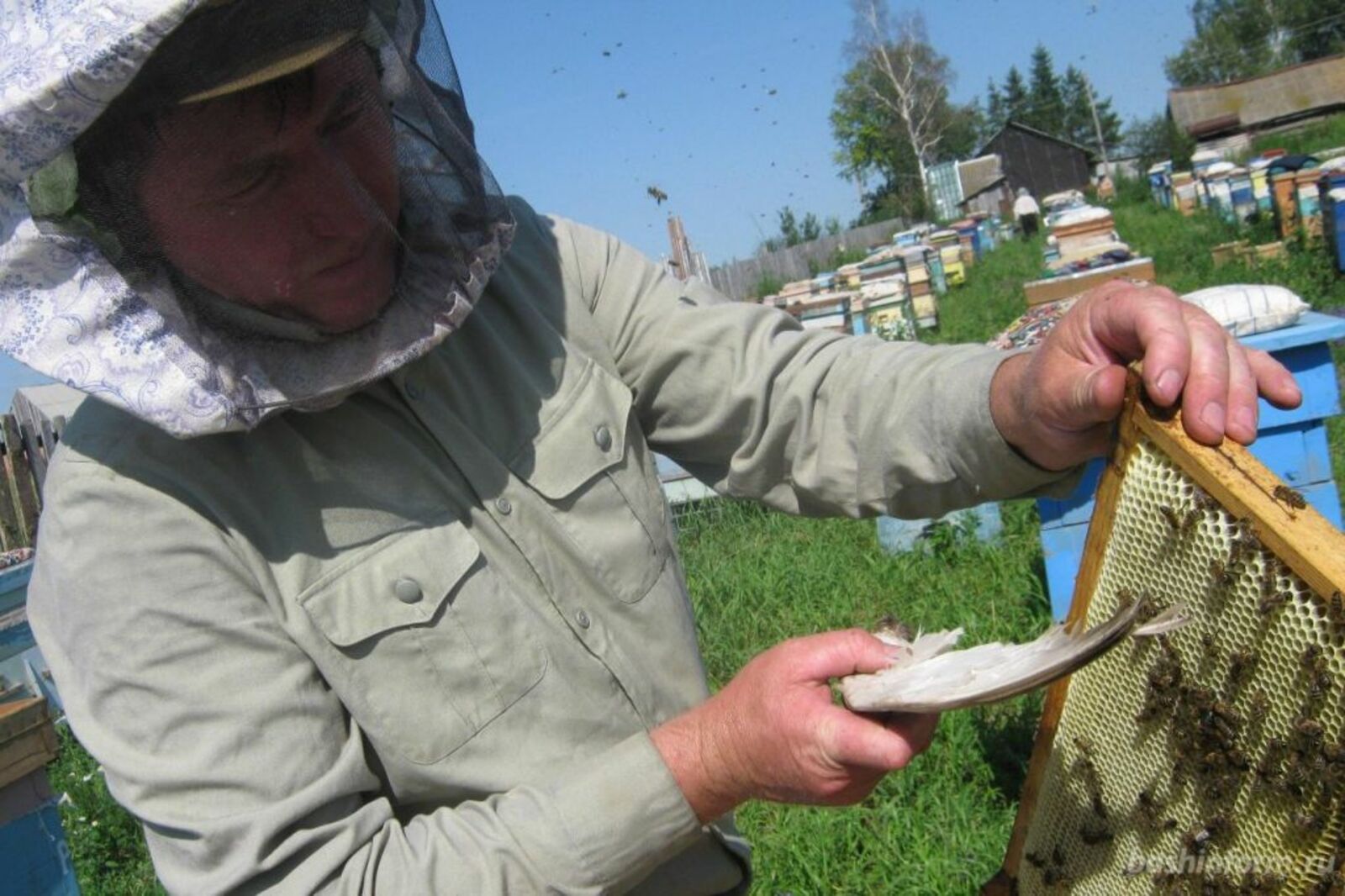 Башкирские специалисты помогут воссоздать белорусскую популяцию пчел