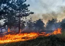 Значительный ущерб от лесных пожаров в этом году «уже очевиден».