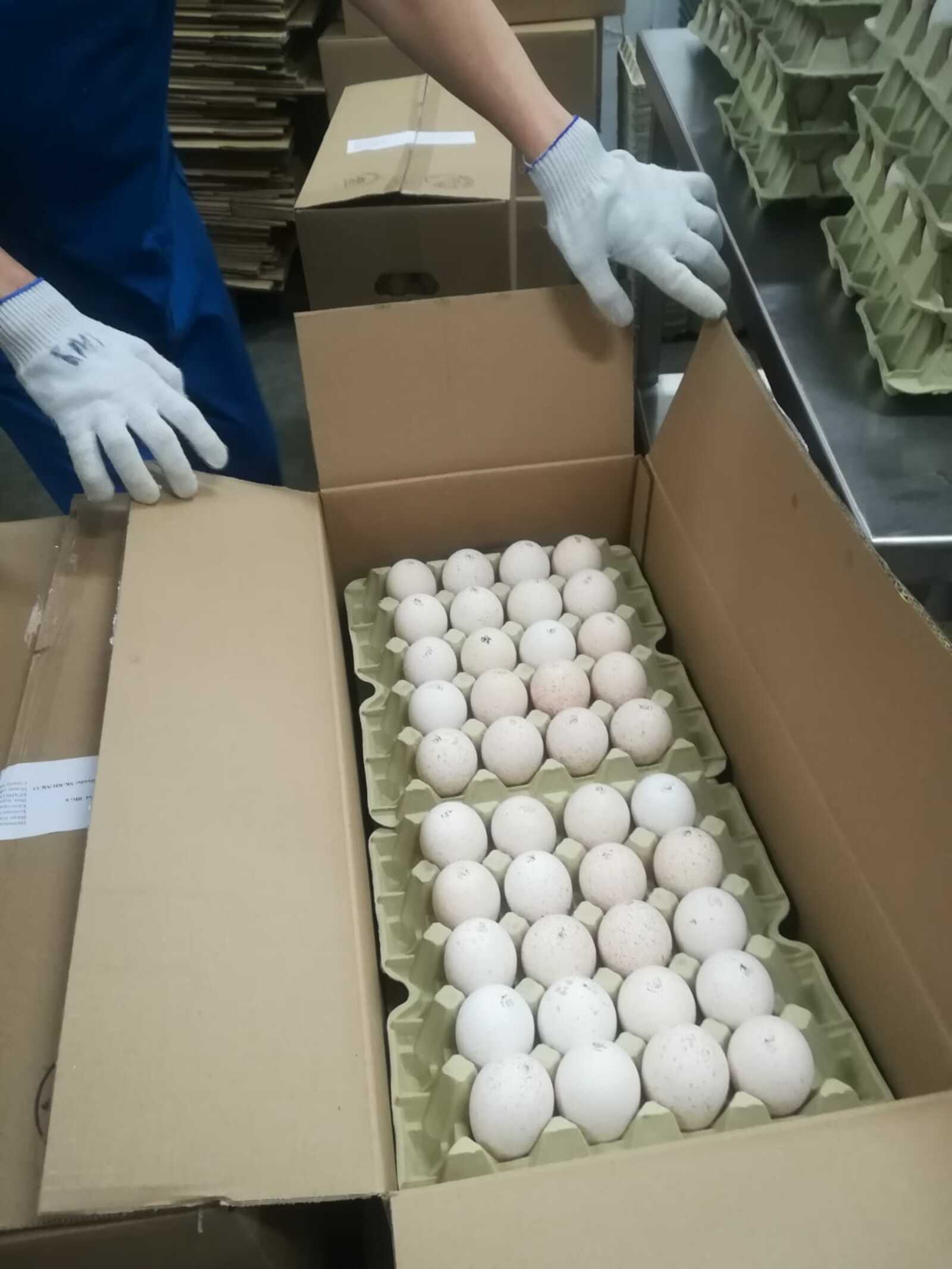 Нашли нового поставщика яиц в Россию