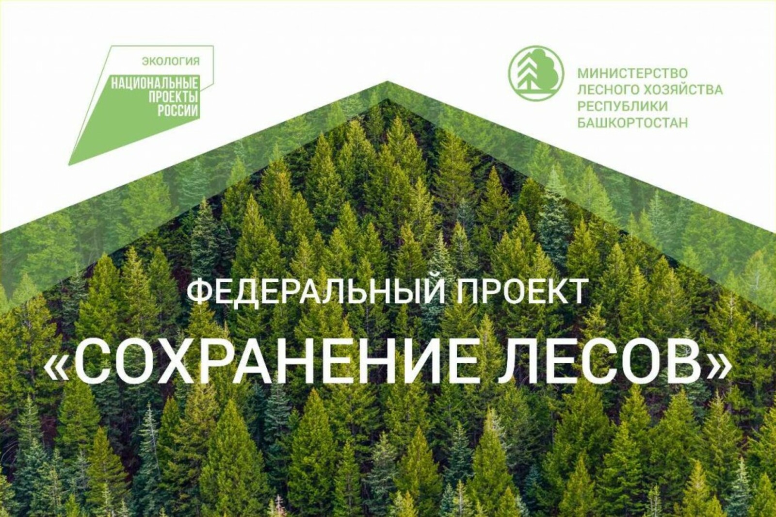 «Башнефть-Добыча» продолжает высадку деревьев в Башкирии