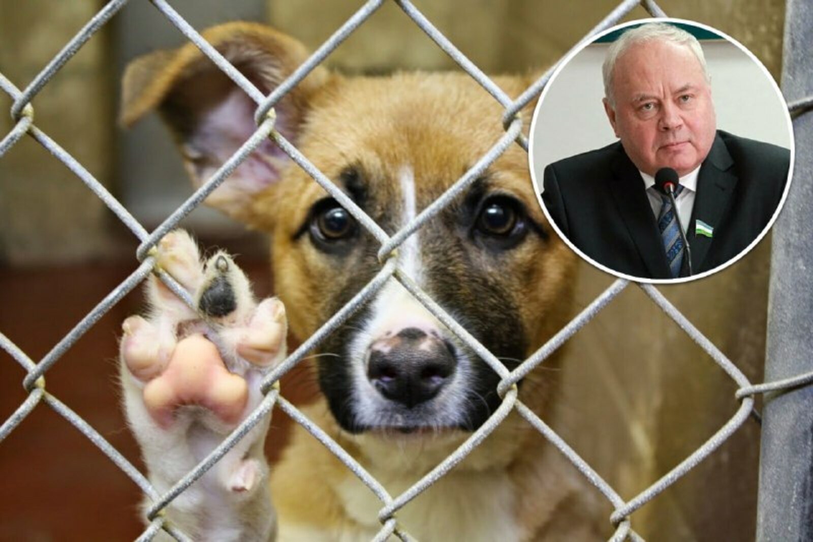 Константин Толкачев предложил запретить приюты для собак в жилой зоне