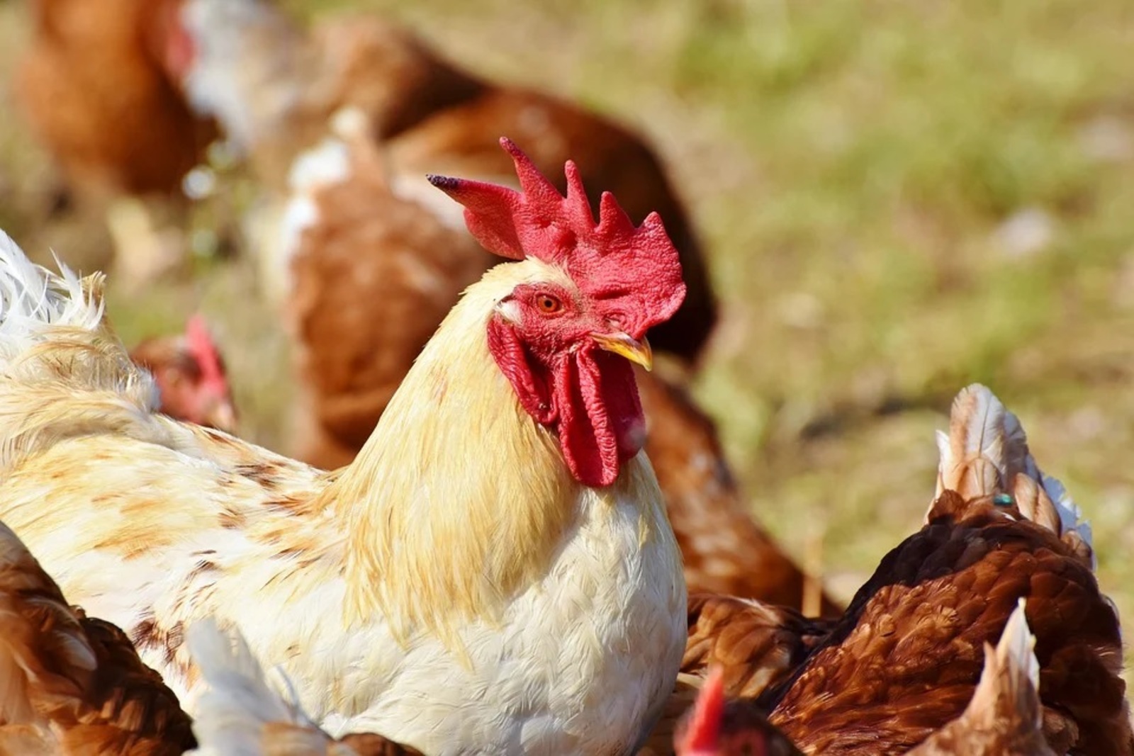 В Японии из-за птичьего гриппа за день забьют около миллиона кур