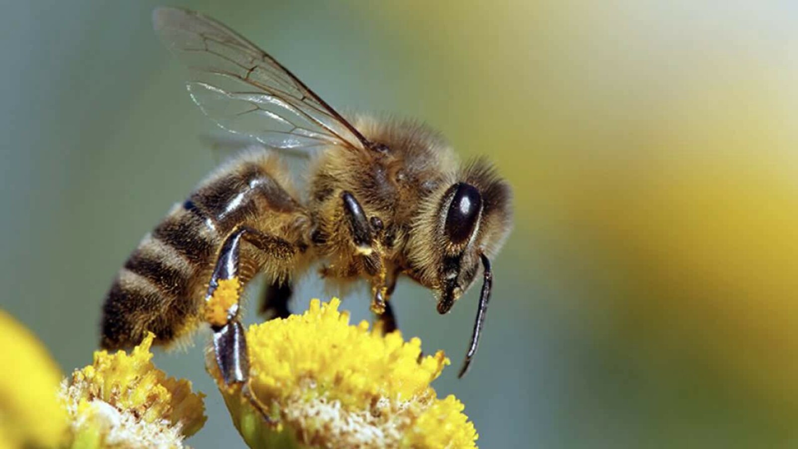 Феромоны для привлечения пчёл