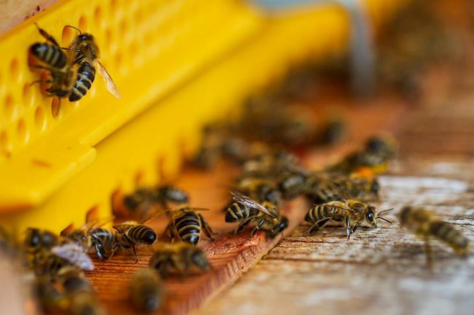 Угроза пчёлам от глобального потепления